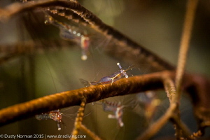 "Social"
A congregation of Black Coral Shrimp. by Dusty Norman 